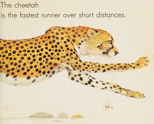 Animal Runners