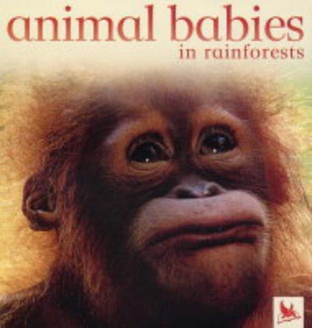 Animal babies in rainforests
