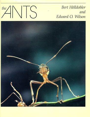 The ants
