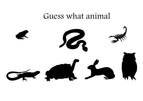 Guess what animal-desert  animals