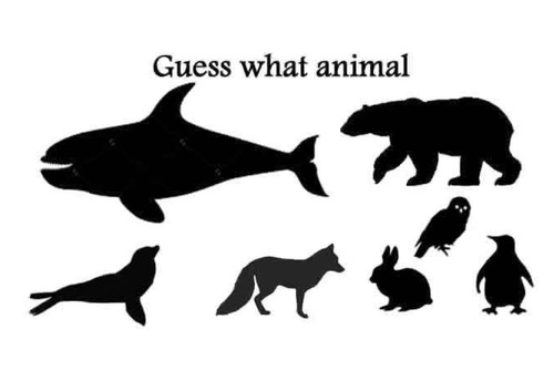 Guess What Animal- Arctic Animals